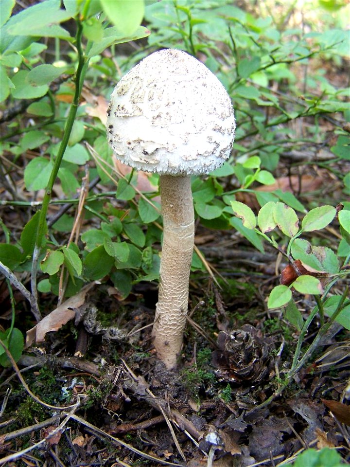 Macrolepiota procera, forest near Kręgi Nowe, Poland