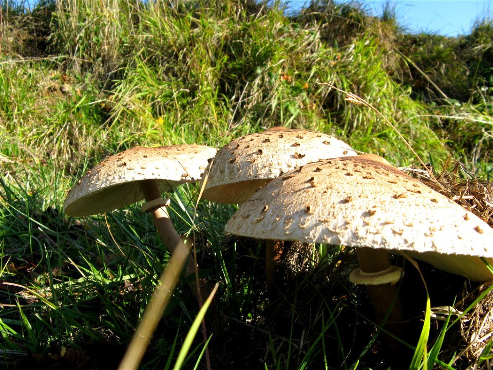 Macrolepiota procera

San Zeno AR