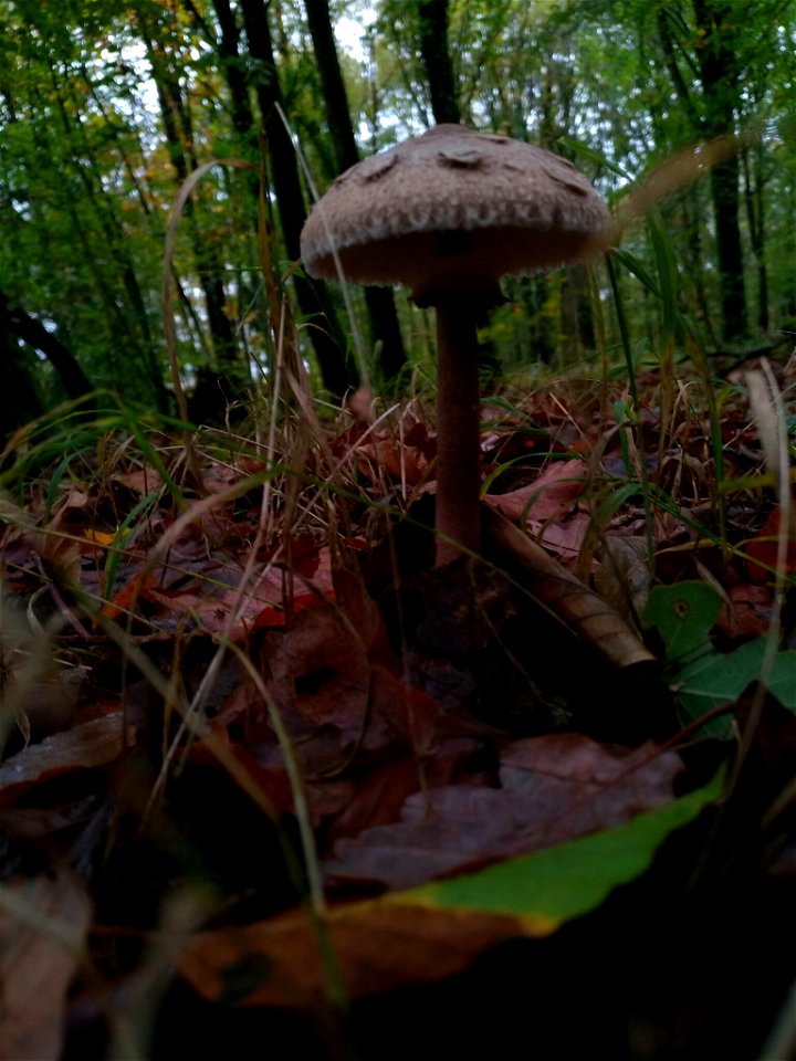 Parasol (Macrolepiota procera)