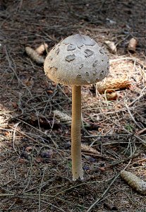 A young Parasol mushroom. Ukraine. photo