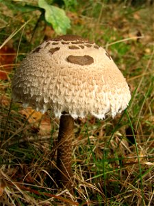 mushroom photo