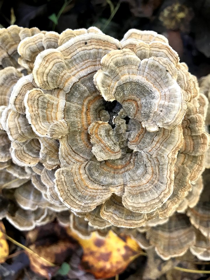 turkey-tail (Trametes versicolor)