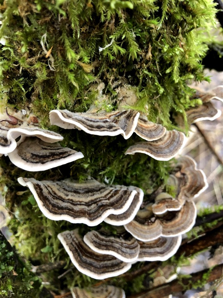turkey-tail (Trametes versicolor)