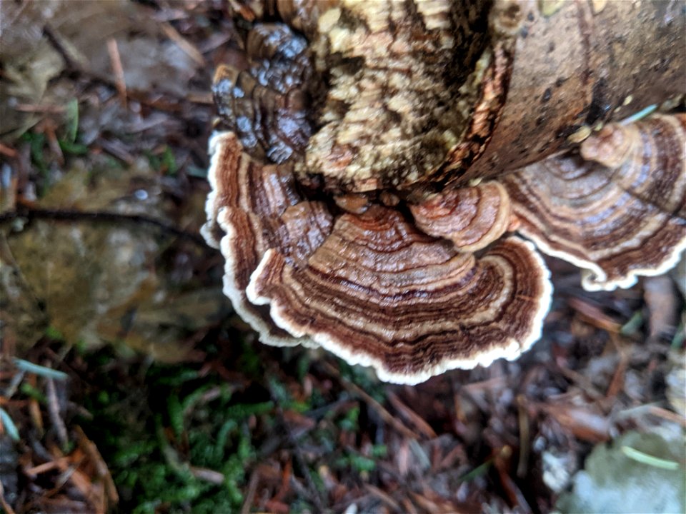 turkey-tail (Trametes versicolor)