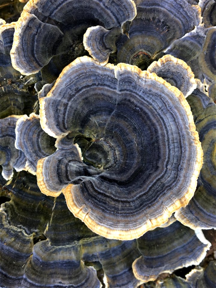 turkey-tail (Trametes versicolor)