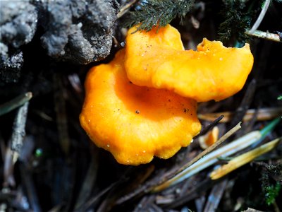 Golden Chanterelle (Cantharellus cibarius)