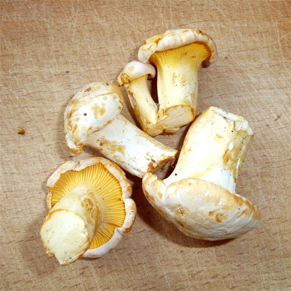 Golden chanterelle (Cantharellus cibarius). Ukraine