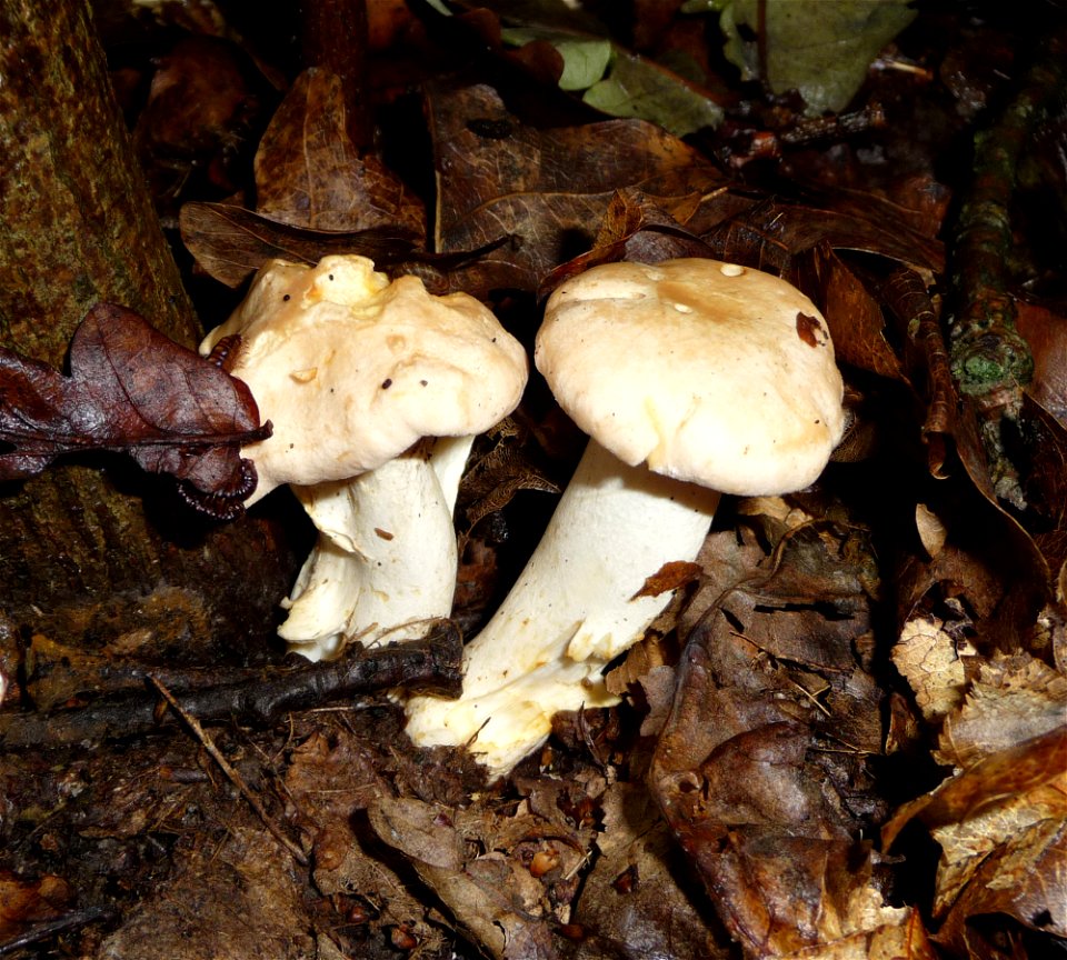 Golden chanterelle (Cantharellus cibarius). Ukraine