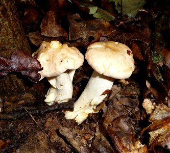 Golden chanterelle (Cantharellus cibarius). Ukraine