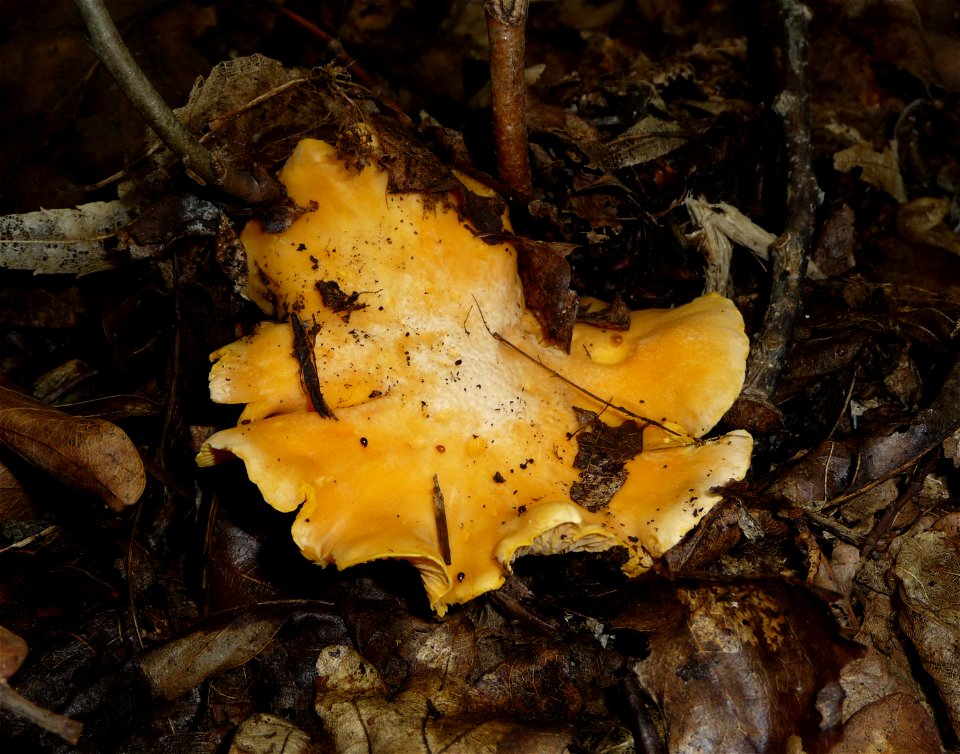 Golden chanterelle (Cantharellus cibarius). Ukraine