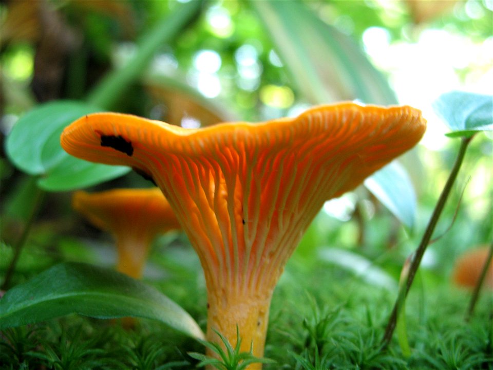 Cantharellus cibarius

Chanterelle