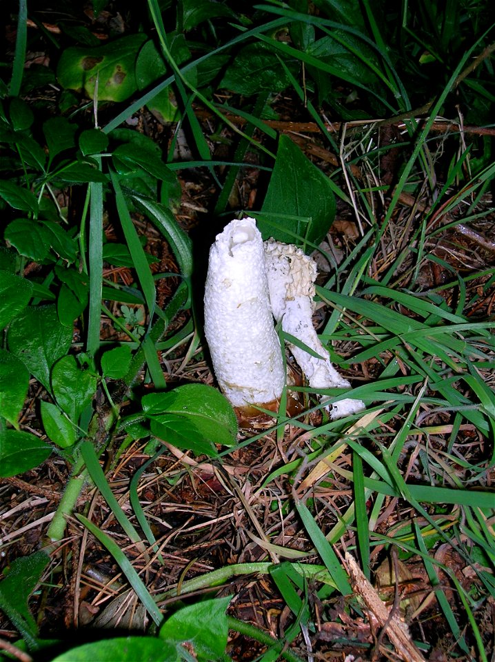 Stinkhorn fungus (Phallus impudicus), Ayrshire, Scotland.