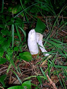 Stinkhorn fungus (Phallus impudicus), Ayrshire, Scotland. photo
