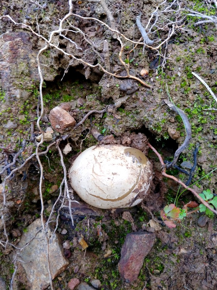 common stinkhorn (Phallus impudicus) photo