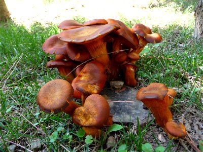 Jack O'Lantern Mushroom (Omphalotus olearius), found growing under a European Larch tree in Tuscany, Italy