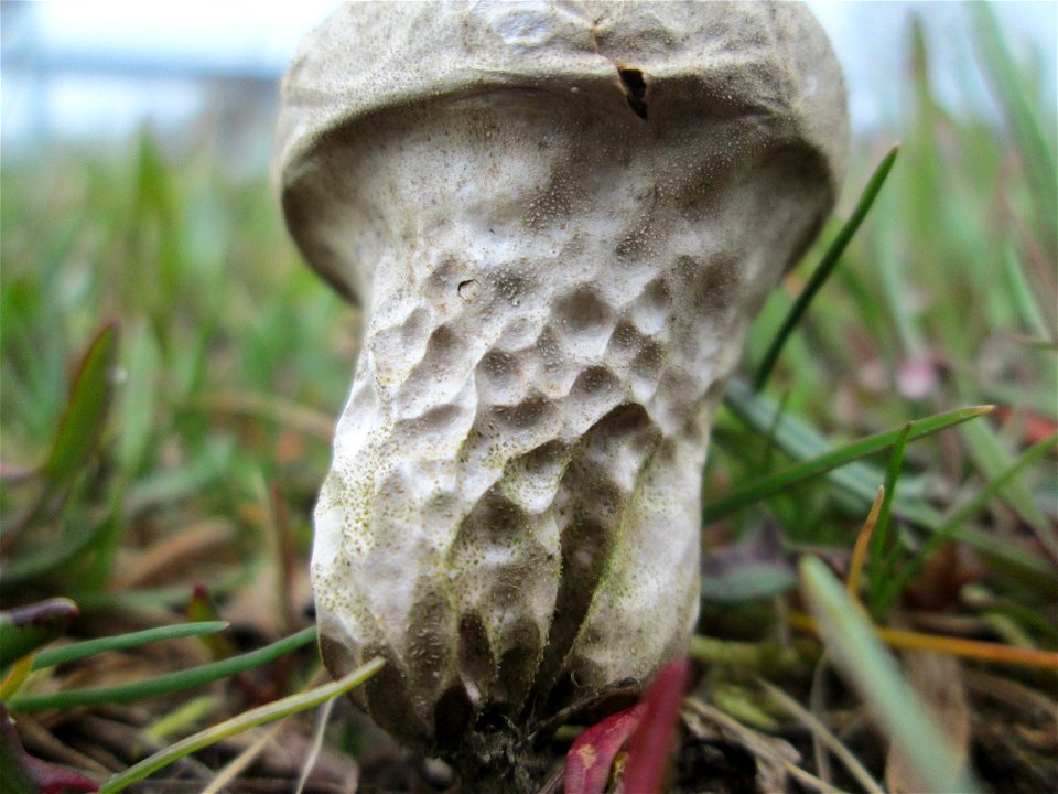 Flaschen-Stäubling (Lycoperdon perlatum) auf einer Parkplatzwiese in Hockenheim