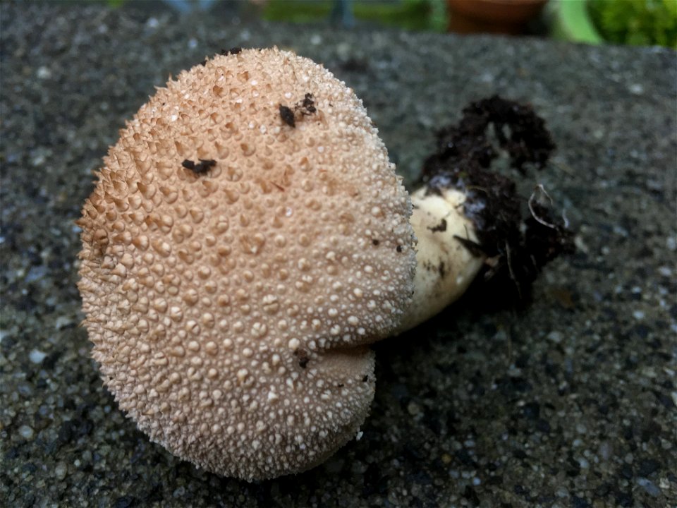 common puffball (Lycoperdon perlatum)