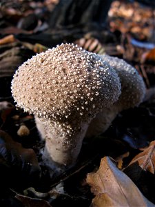 mushrooms photo