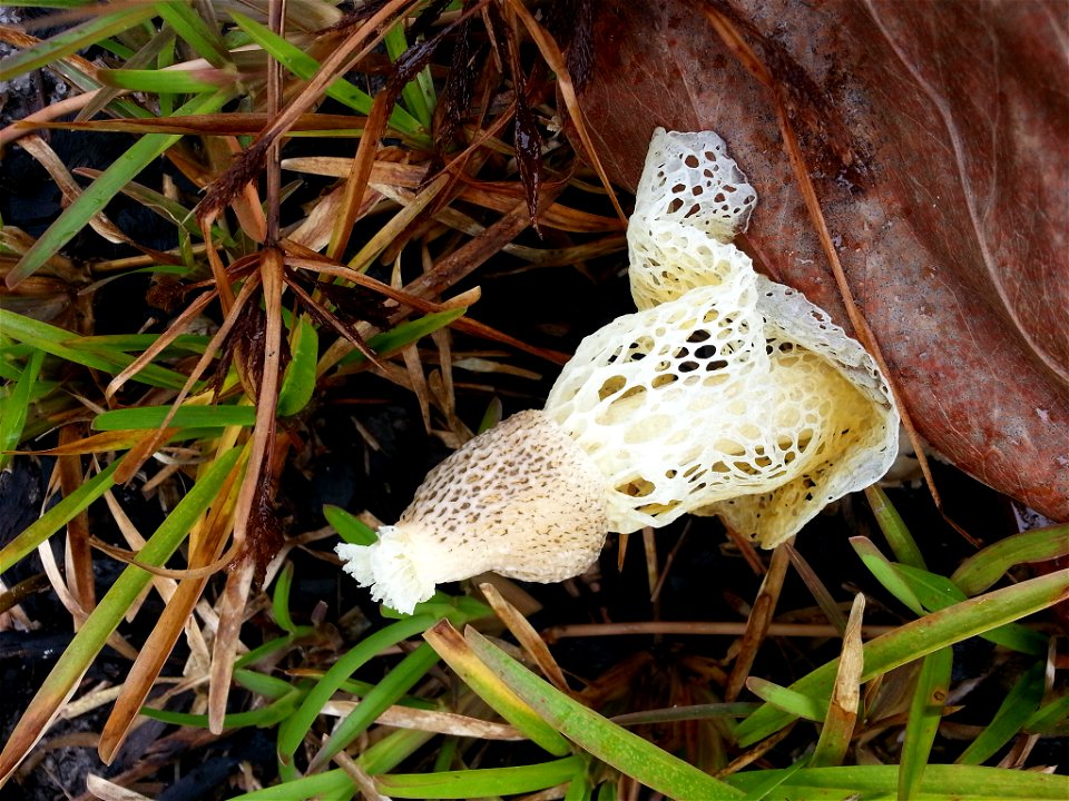 bridal veil stinkhorn (Phallus indusiatus)