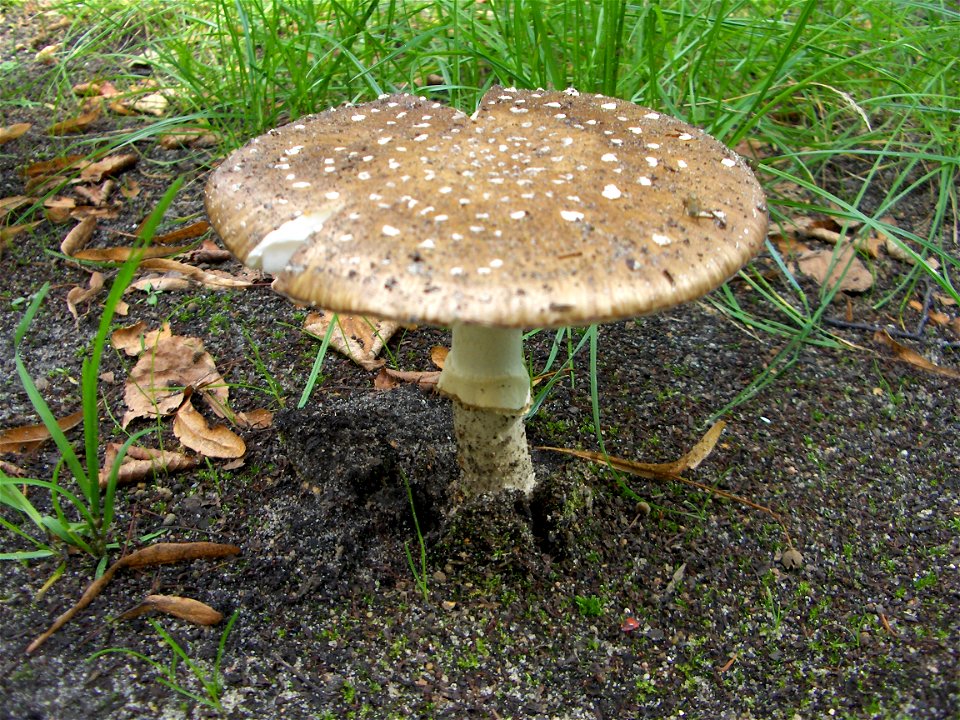 Amanita pantherina - single fungal fruiting body. Location: Europe, Poland, Mazovian Voivodship, Podkowa Leśna, garden.