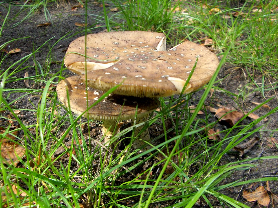 Amanita pantherina - two fungal fruiting bodies. Location: Europe, Poland, Mazovian Voivodship, Podkowa Leśna, garden.
