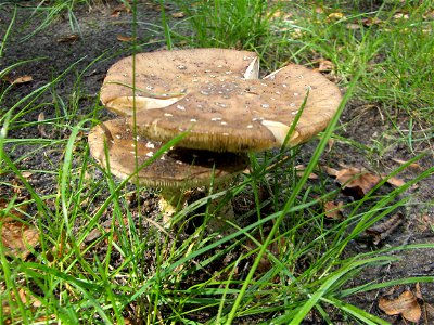Amanita pantherina - two fungal fruiting bodies. Location: Europe, Poland, Mazovian Voivodship, Podkowa Leśna, garden. photo
