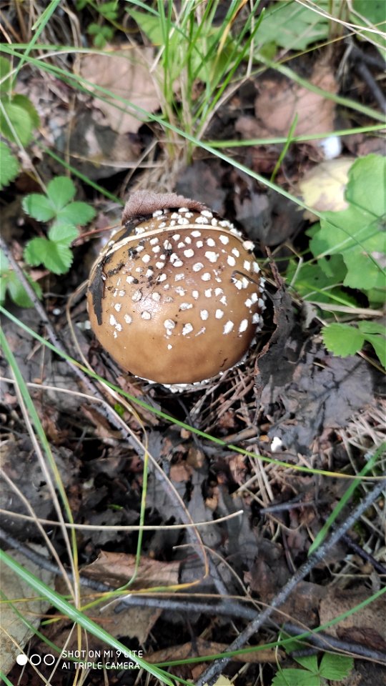 Panthercap (Amanita pantherina)