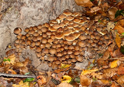 Honey fungus. Ukraine photo