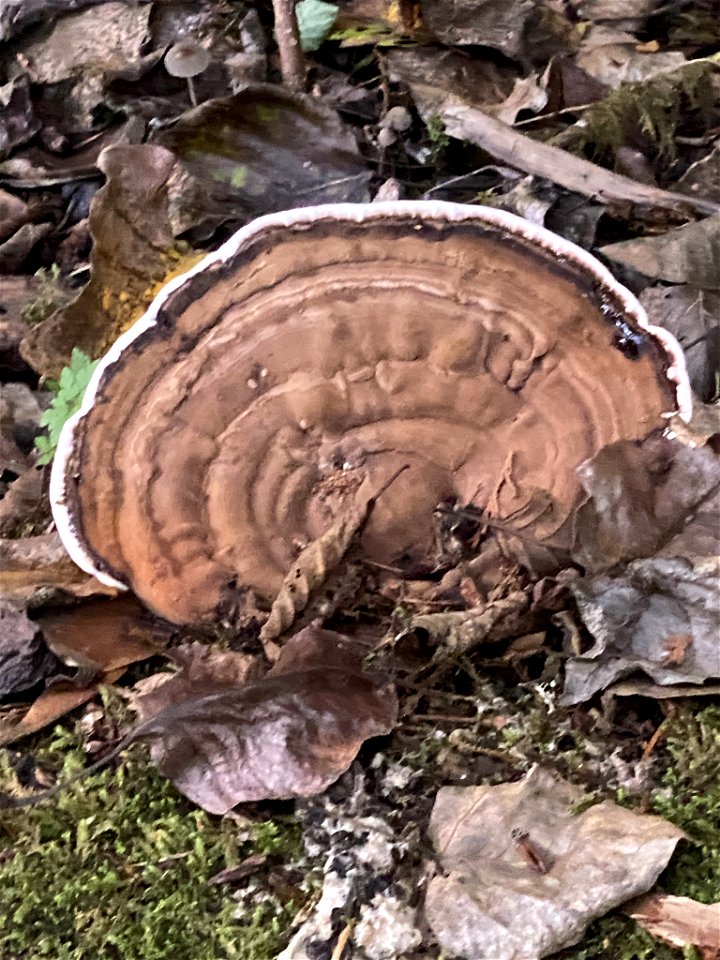 artist's bracket (Ganoderma applanatum)