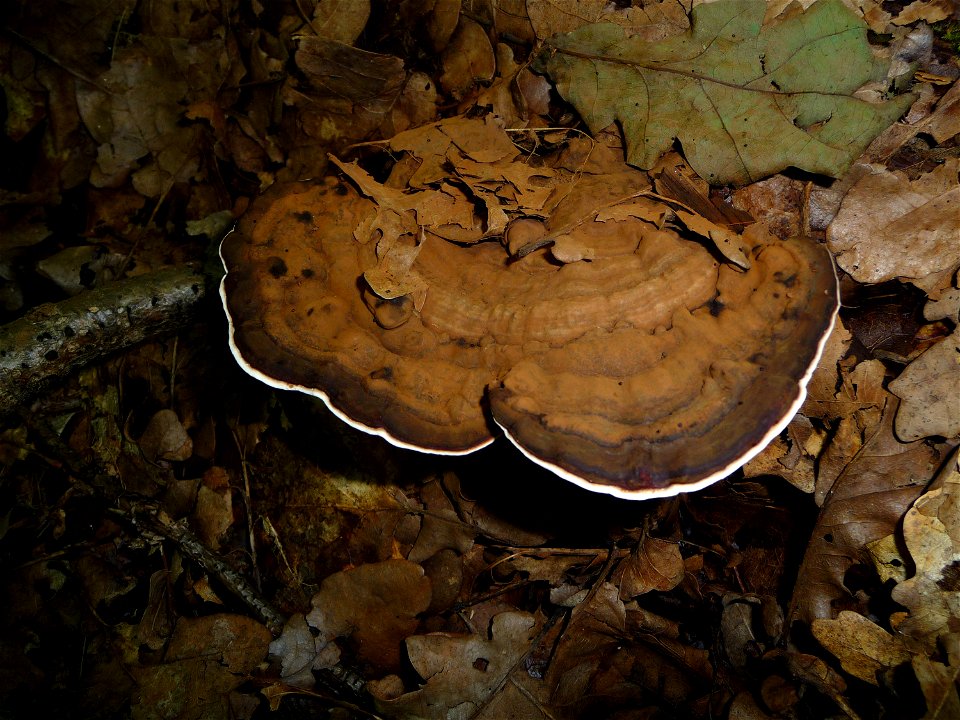 The Artist's Conk (Ganoderma applanatum). Ukraine.