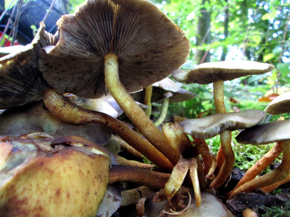 Grünblättriger Schwefelkopf (Hypholoma fasciculare) im Stiftswald Sankt Arnual