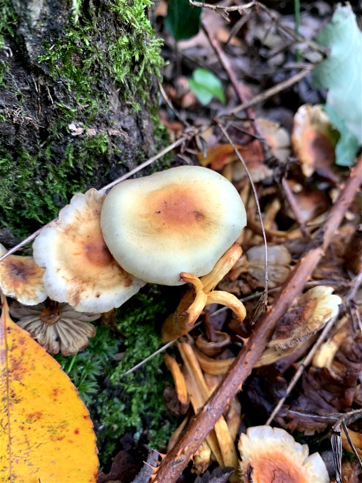 Sulphur Tuft (Hypholoma fasciculare)