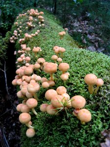 mushrooms photo