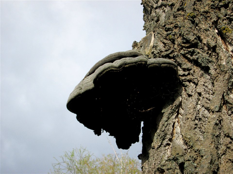 Zunderschwamm (Fomes fomentarius) an einer toten Silberweide im Gartenschaupark Hockenheim