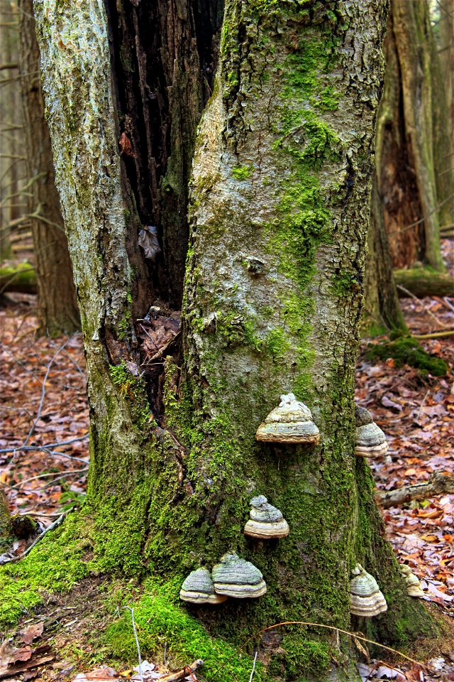 Moss- and fungi-covered tree trunk along the West Fork Lehigh River, Wayne County, within State Game Land 312. I've licensed this photo as Creative Commons Zero (CC0) for release into the public doma photo