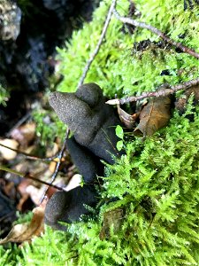 dead man's fingers (Xylaria polymorpha) photo