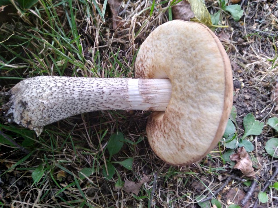 Brown Birch-bolete (Leccinum scabrum) photo