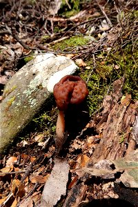 False Morel (Gyromitra esculenta)