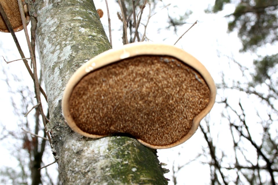 birch polypore (Fomitopsis betulina) photo