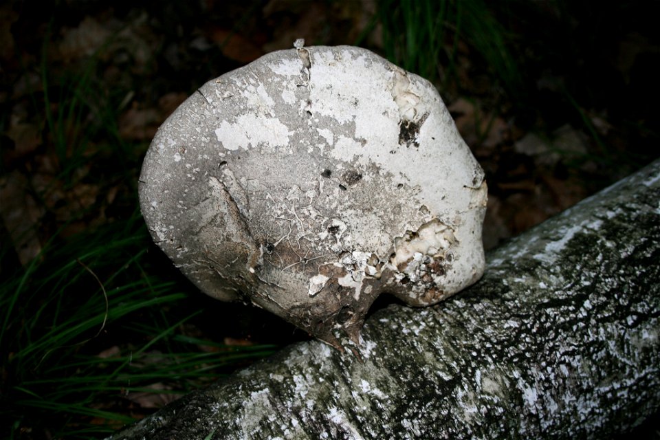 birch polypore (Fomitopsis betulina) photo