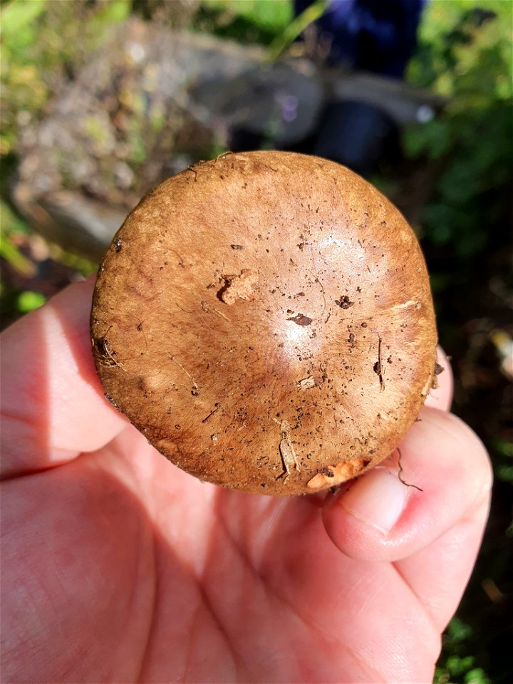 Brown Roll-Rim (Paxillus involutus)