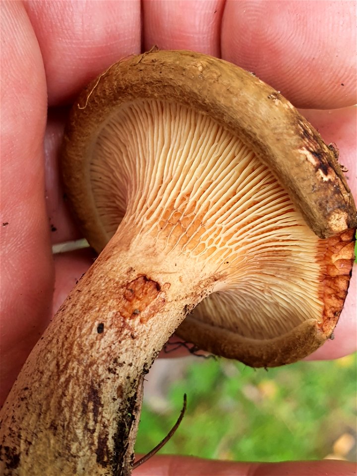 Brown Roll-Rim (Paxillus involutus)