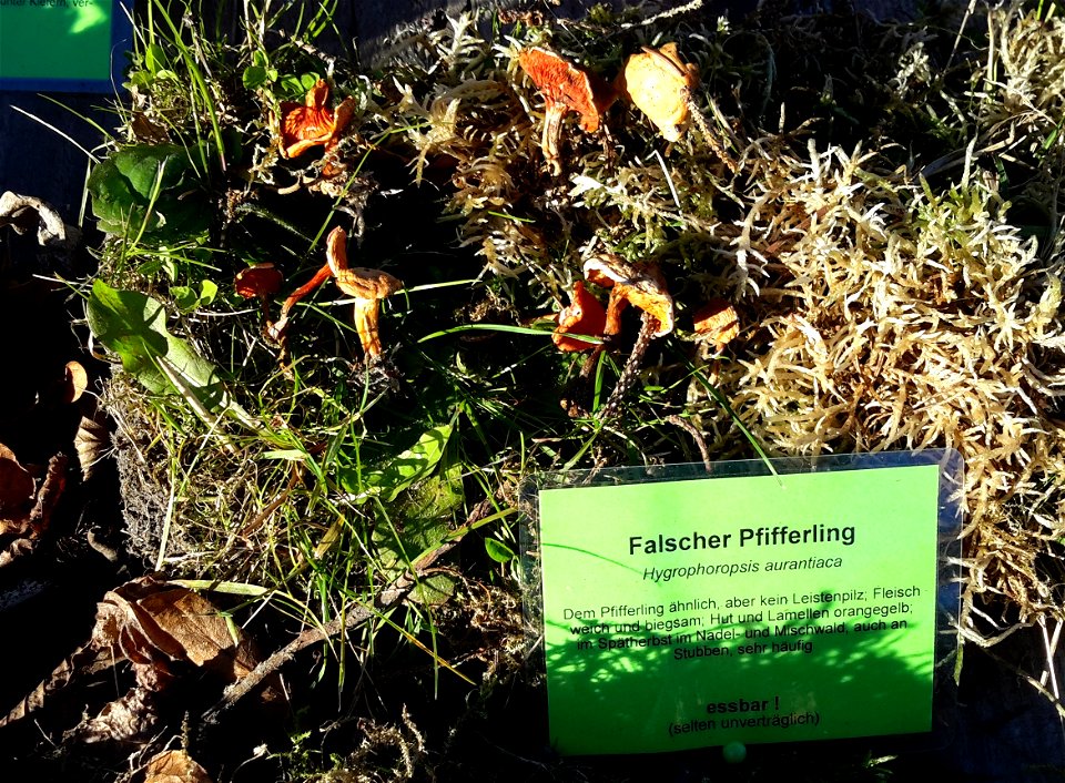 Falscher Pfifferling bei der Pilzausstellung Rostock am 27. September 2015.