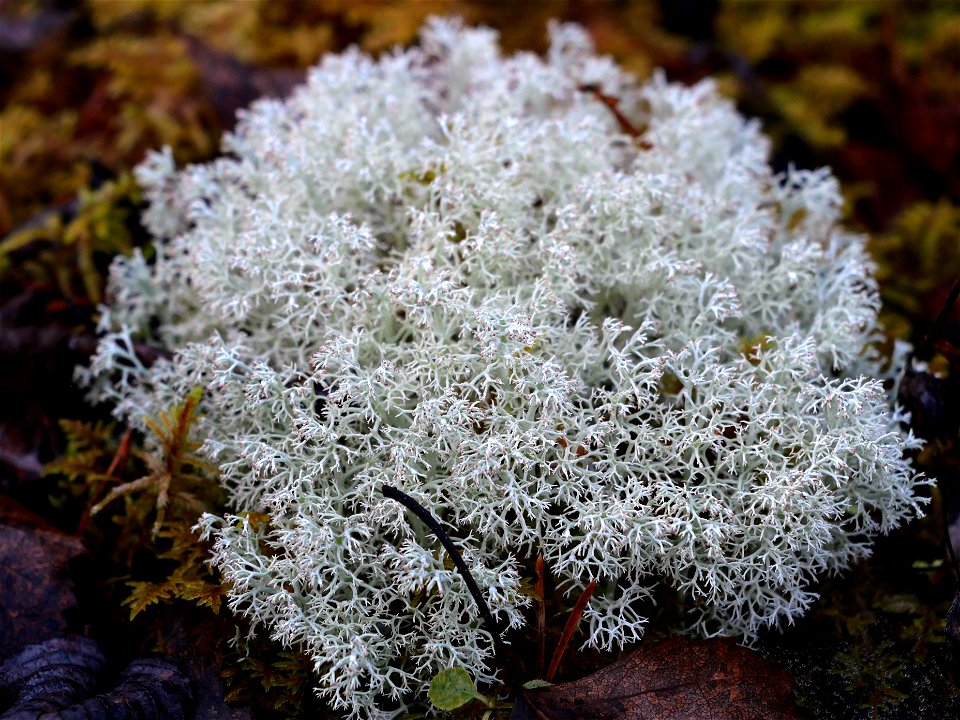 Small bunch of green-white reindeer moss. 
Quarry of marble quarries: Belaya Gora, Kondopoga region, Karelia. 2021.