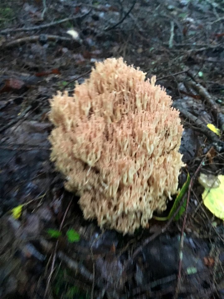 Upright Coral Fungus (Ramaria stricta) photo