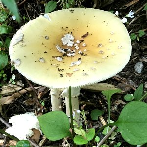 Jewelled Amanita (Amanita gemmata) photo