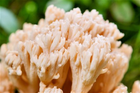 is a fungus of the genus Ramaria. The picture shows a close-up of the sporocarp's tips. photo
