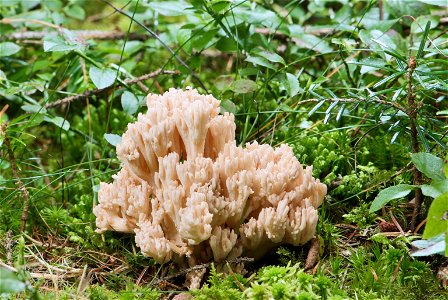 is a fungus of the genus Ramaria. The sporocarp in the picture is in the late state of its natural development and has been growing for about two weeks. It measures about 122 mm in height and 118 mm i