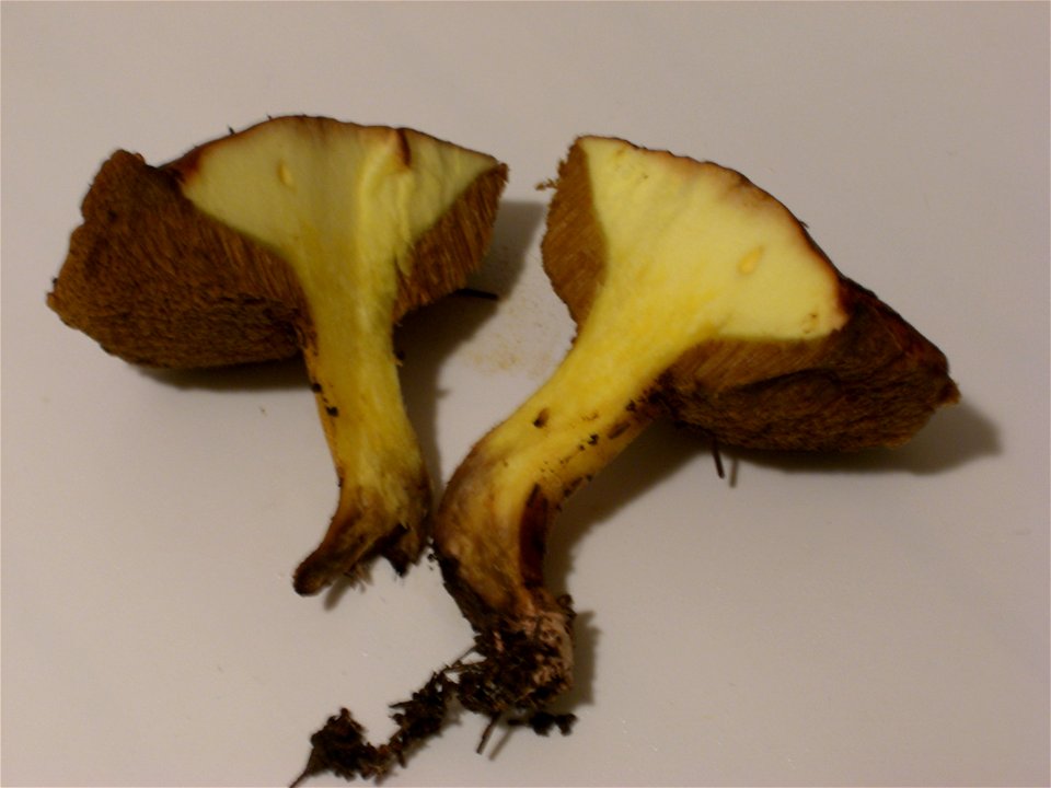 Suillus granulatus - cut in the middle, January 2006, Ben Shemen, Israel.