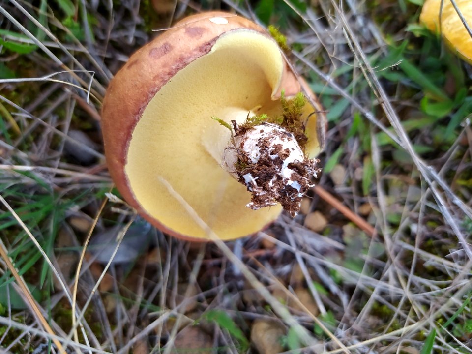 Dotted-stalked Suillus (Suillus granulatus)